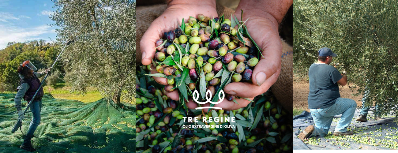 Raccolta e lavorazione delle olive: cosa determina davvero la qualità di un olio extravergine di oliva